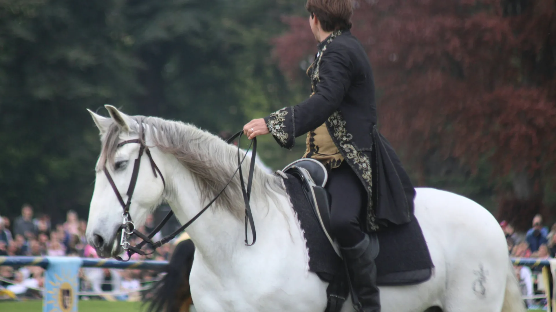 A pure-bred Andalusian horse performing classical dressage in the arena of the Royal Andalusian School of Equestrian Art in Jerez de la Frontera